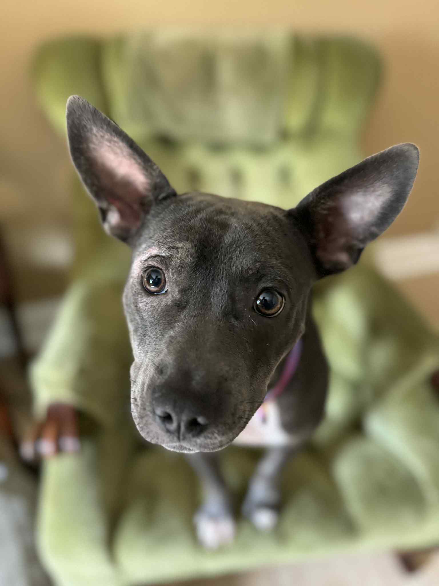 Julie