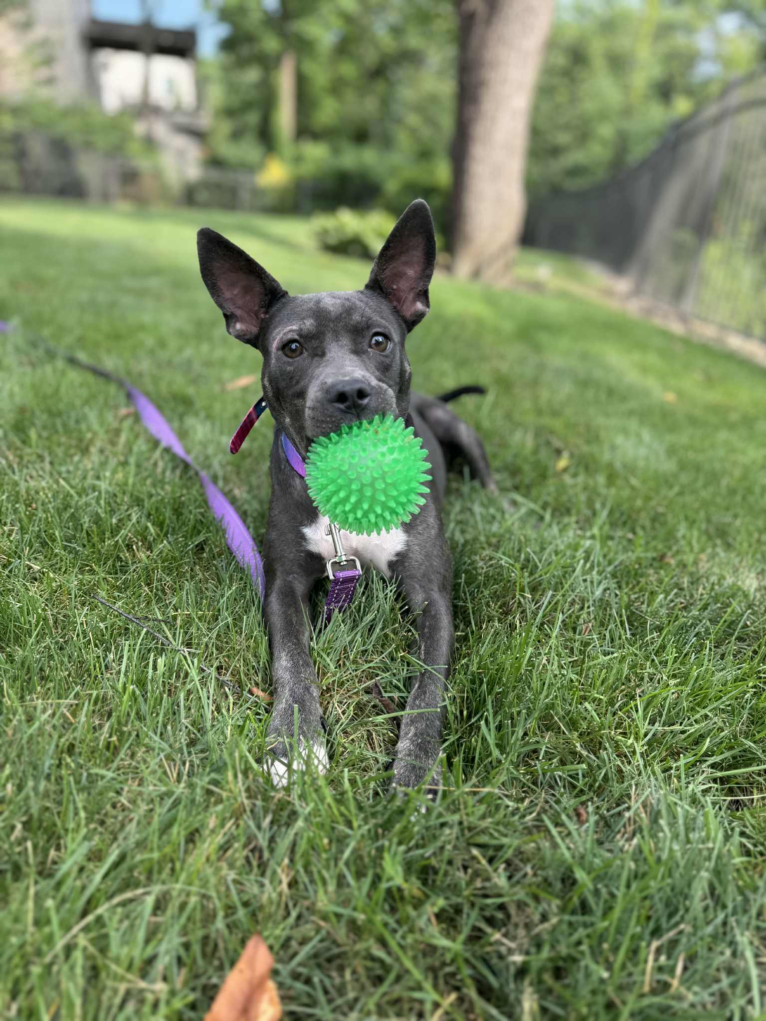 Julie