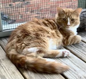 Max, Adult Male unknown