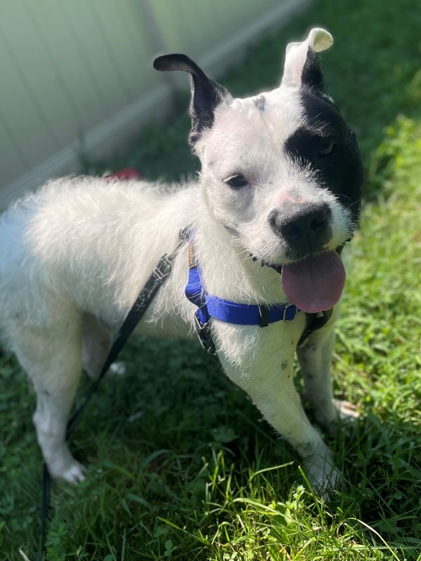Oreo