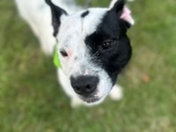 Oreo