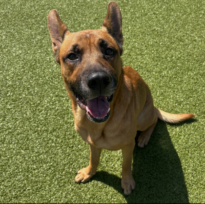 Bruce, an adoptable Chinook, German Shepherd Dog in Grapevine, TX, 76051 | Photo Image 1