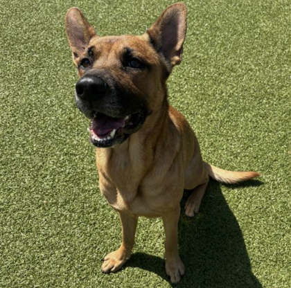 Bruce, an adoptable Chinook, German Shepherd Dog in Grapevine, TX, 76051 | Photo Image 2