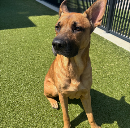 Bruce, an adoptable Chinook, German Shepherd Dog in Grapevine, TX, 76051 | Photo Image 3