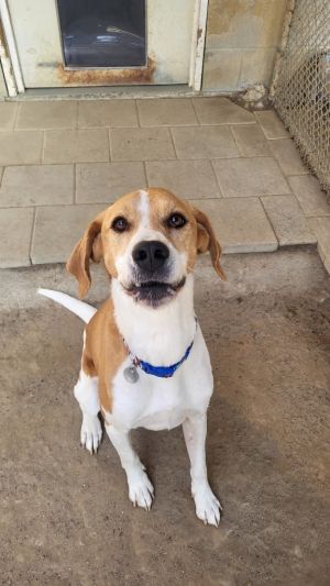 Boomer, Adult Male unknown
