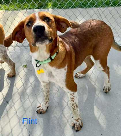 Flint
