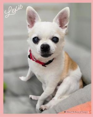 Lexie (bonded to Oscar), Senior Female unknown