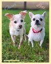 Lexie (bonded to Oscar) photo 2