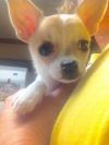 Lexie (bonded to Oscar) photo 3
