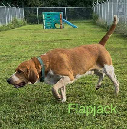 Flapjack