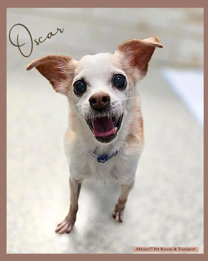 Oscar (bonded to Lexie)