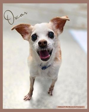 Oscar (bonded to Lexie), Senior Male unknown