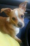 Oscar (bonded to Lexie) photo 3