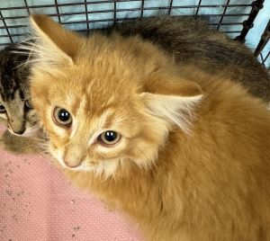 Salsa Domestic Medium Hair Cat