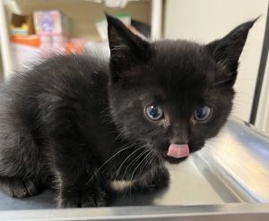 Jasper Domestic Short Hair Cat