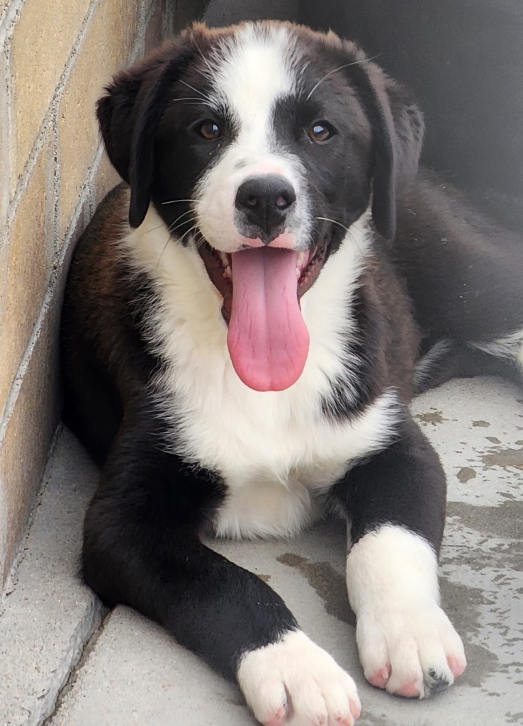 Photo of Baby Male Retriever 