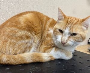 Primary Color Orange Tabbywhite Weight 875lbs Age 2yrs 6mths 0wks Animal ha