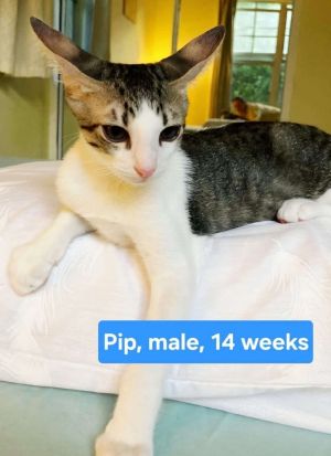 Pip, Baby Male unknown