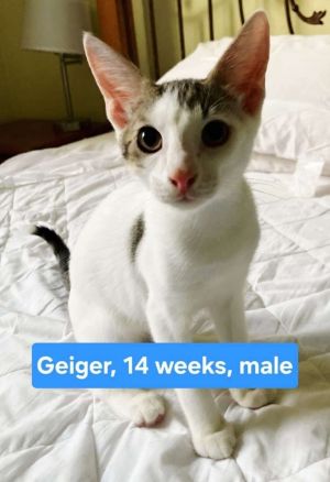 Geiger, Baby Male unknown