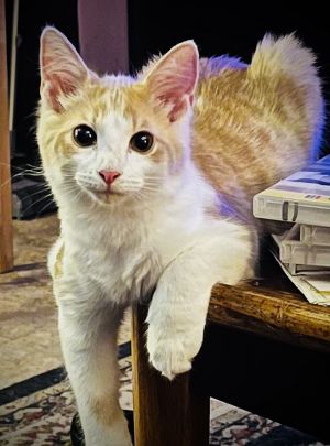 Catsby, Baby Male unknown