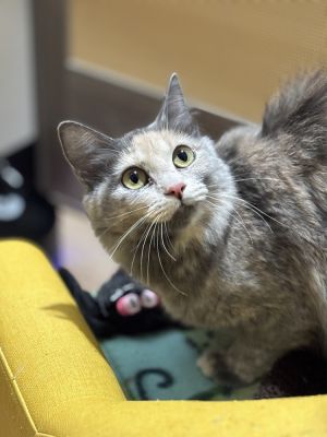 Smoky, Adult Female unknown