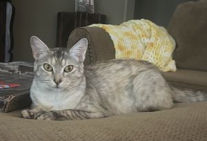 Gretta, Adult Female unknown