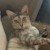 Gretta photo 6