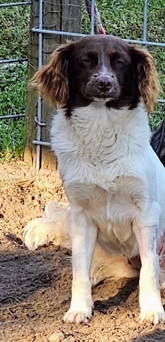 Nyla-White Brown//Vyxen-White/Tan, an adoptable Aussiedoodle in Gretna, FL, 32352 | Photo Image 1
