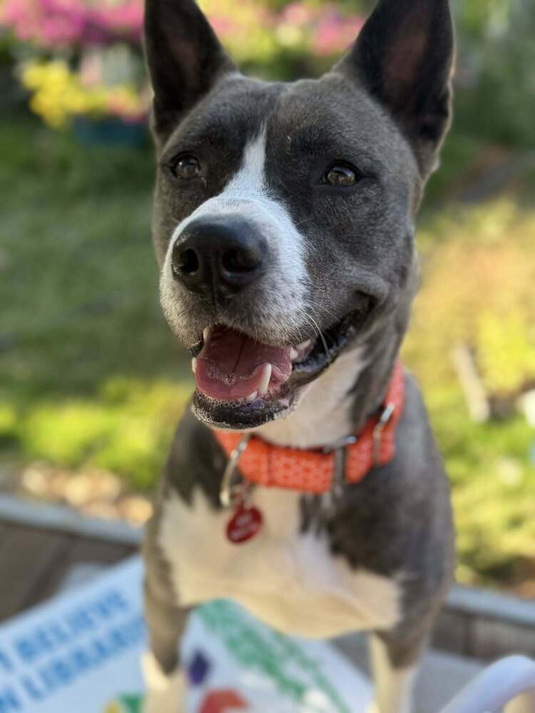 Nev