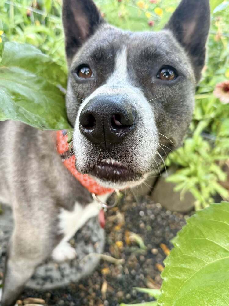 Nev