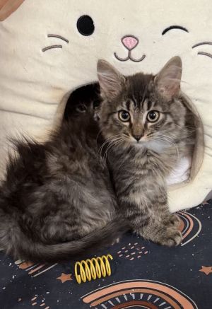 PEPPER, Baby Male unknown