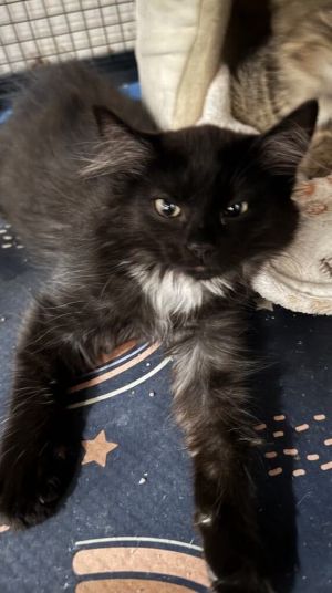 PAPRIKA, Baby Female unknown