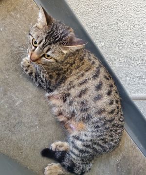 Sheila, Adult Female unknown
