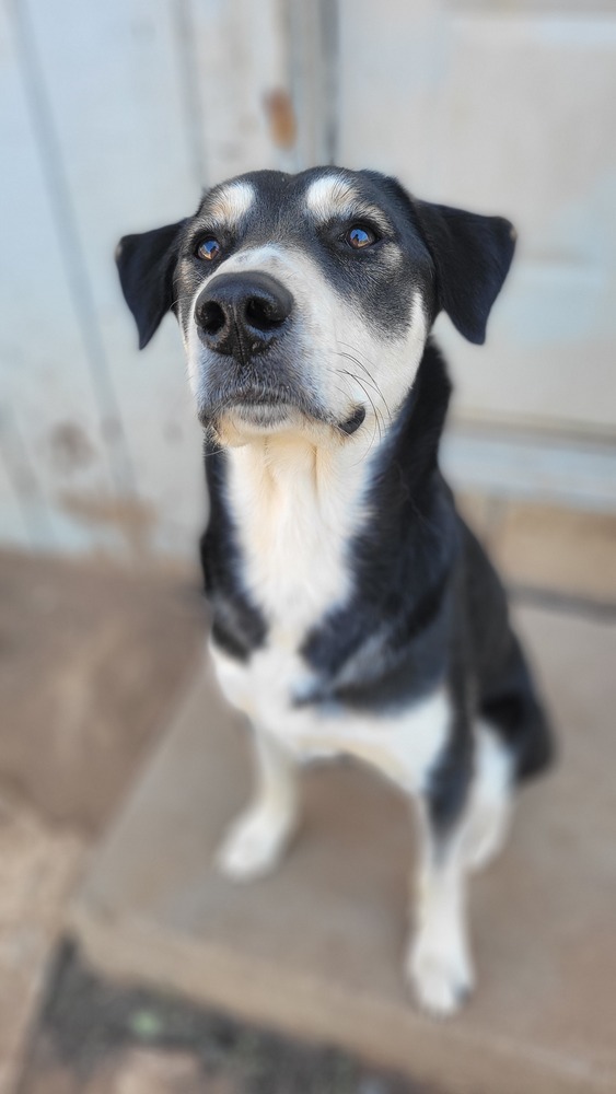 Tyrone, an adoptable Shepherd, Husky in Cortez, CO, 81321 | Photo Image 1