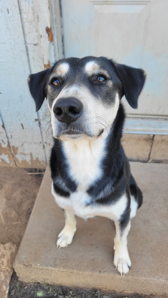 Tyrone, an adoptable Shepherd, Husky in Cortez, CO, 81321 | Photo Image 2