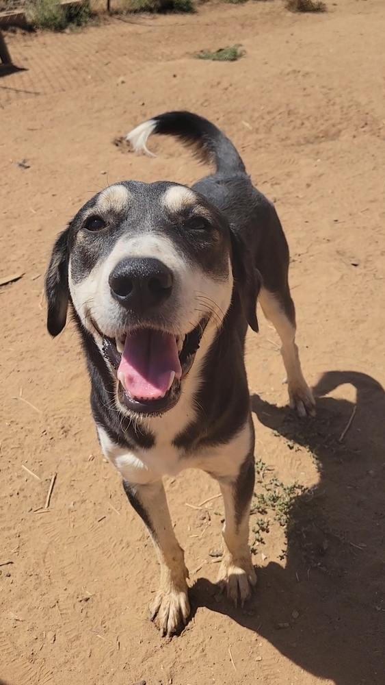 Tyrone, an adoptable Shepherd, Husky in Cortez, CO, 81321 | Photo Image 3