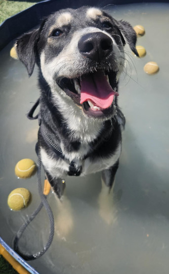 Tyrone, an adoptable Shepherd, Husky in Cortez, CO, 81321 | Photo Image 4