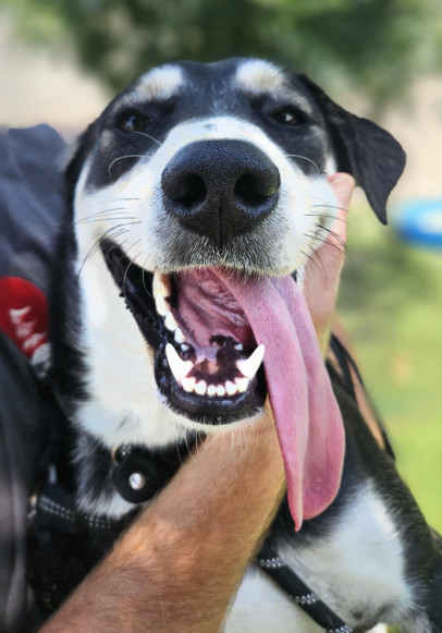 Tyrone, an adoptable Shepherd, Husky in Cortez, CO, 81321 | Photo Image 5