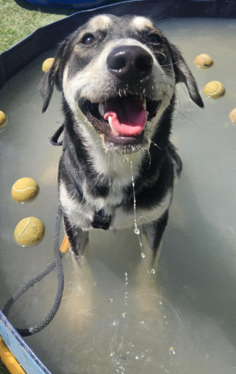 Tyrone, an adoptable Shepherd, Husky in Cortez, CO, 81321 | Photo Image 6