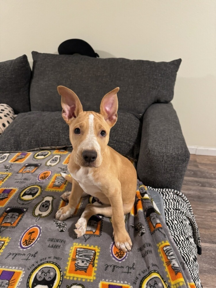Bart, an adoptable Cattle Dog in Cortez, CO, 81321 | Photo Image 1