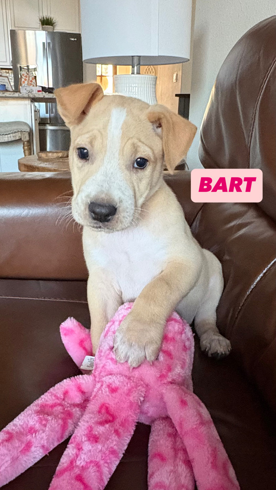 Bart, an adoptable Cattle Dog in Cortez, CO, 81321 | Photo Image 2