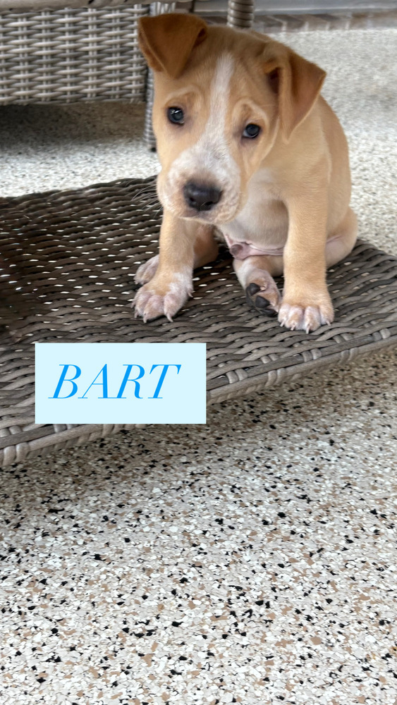 Bart, an adoptable Cattle Dog in Cortez, CO, 81321 | Photo Image 3