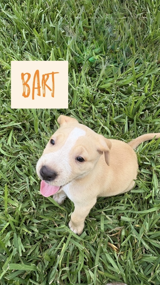 Bart, an adoptable Cattle Dog in Cortez, CO, 81321 | Photo Image 4