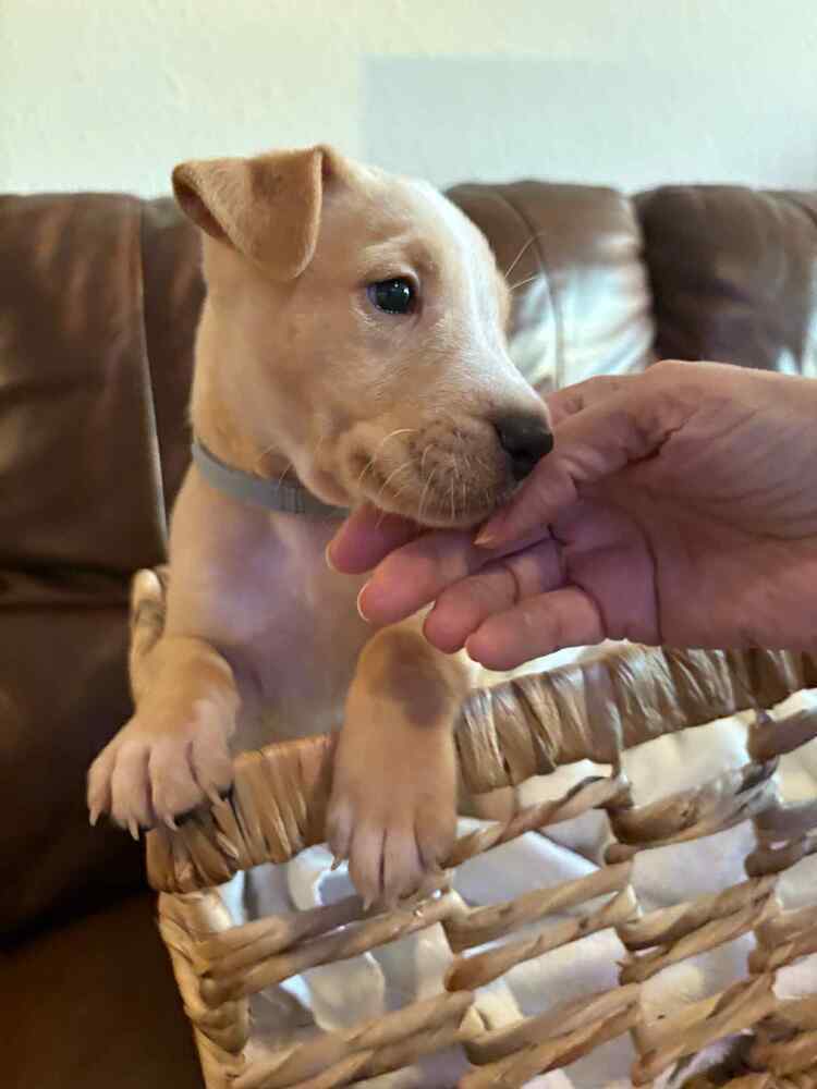 Bart, an adoptable Cattle Dog in Cortez, CO, 81321 | Photo Image 5