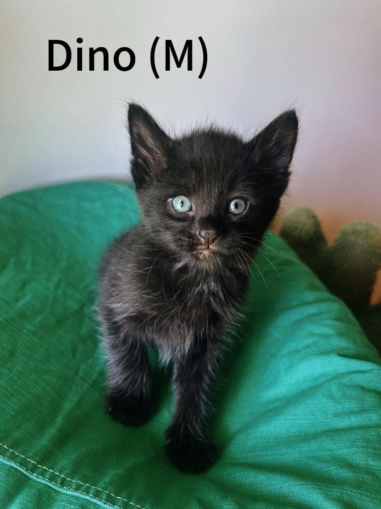 Dino