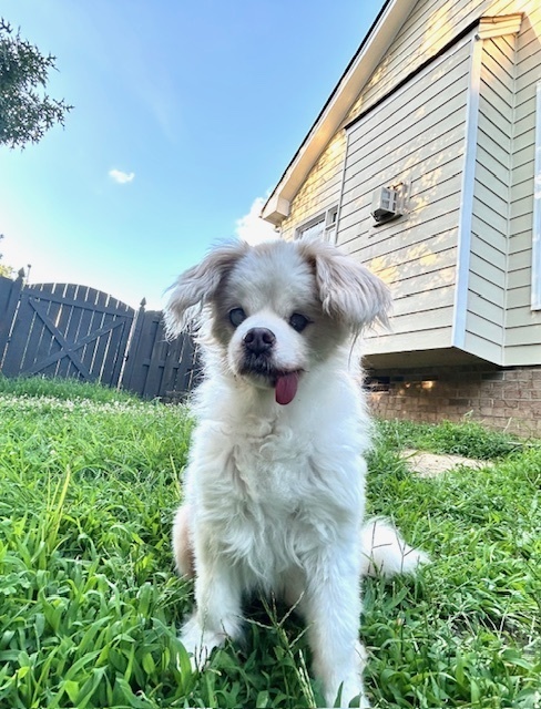 Melba, an adoptable Pekingese in Wake Forest, NC, 27587 | Photo Image 1