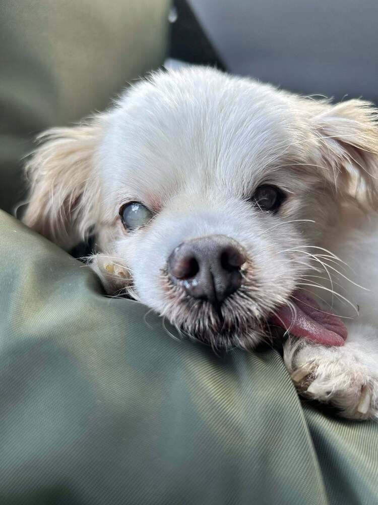 Melba, an adoptable Pekingese in Wake Forest, NC, 27587 | Photo Image 2