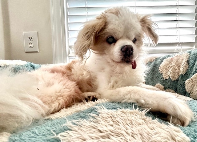 Melba, an adoptable Pekingese in Wake Forest, NC, 27587 | Photo Image 3