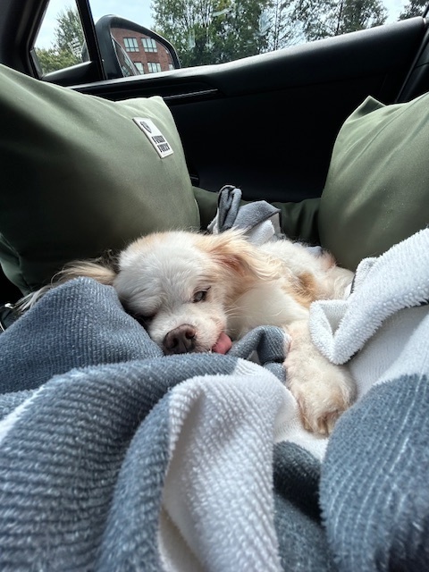 Melba, an adoptable Pekingese in Wake Forest, NC, 27587 | Photo Image 4