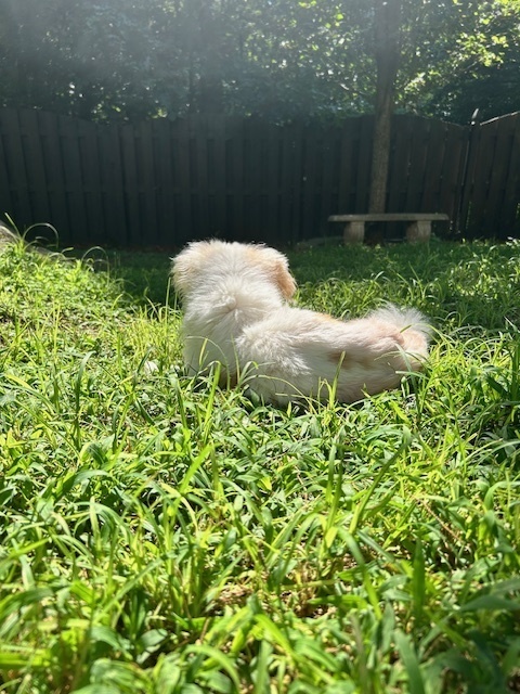 Melba, an adoptable Pekingese in Wake Forest, NC, 27587 | Photo Image 5